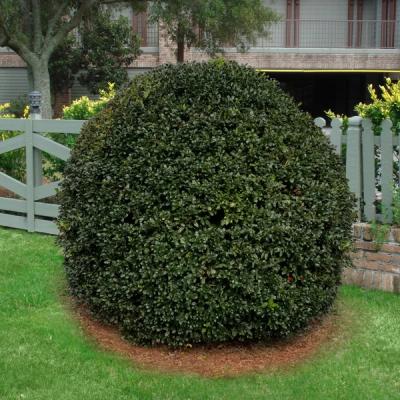 Nellie Stevens Holly Shrub