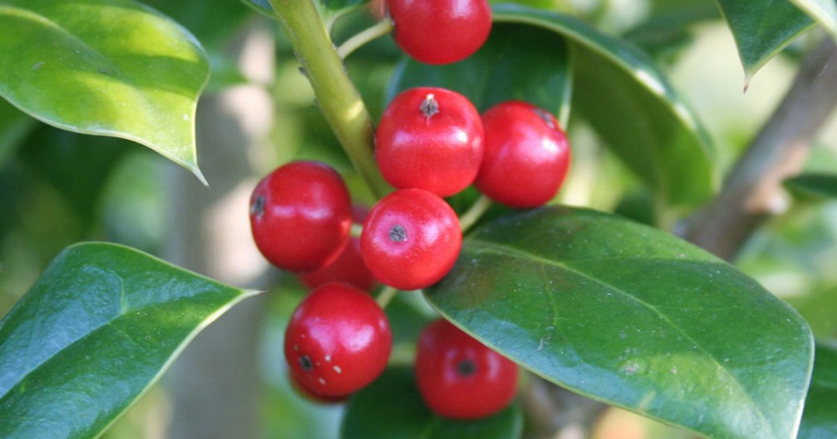 Needlepoint Holly Sunday Lawn Care