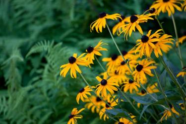 rudbeckia