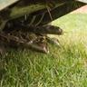 A close-up image of an aeration machine as it aerates a lawn.