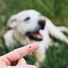 Tick on finger in front of dog on lawn