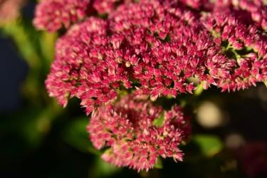 Autumn Fire Sedum