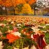 Fall leaves on grass