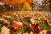 Fall leaves on grass