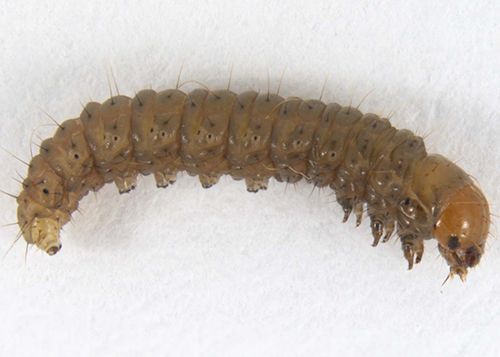 Close-up picture of a sod webworm larvae
