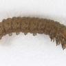 Close-up picture of a sod webworm larvae