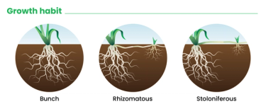 Graphic that shows growth habits for identifying grass