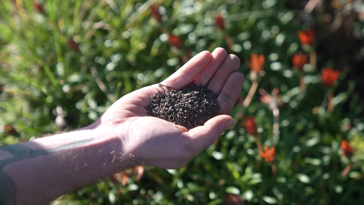 Sunday All-Purpose Plant Food Mix product in hand