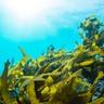 ocean wave with seaweed in water
