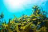 ocean wave with seaweed in water