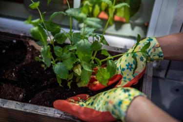 Container garden on a patio with hands planting herbs into soil