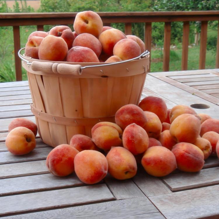 Basket of Peaches