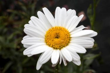 Shasta Daisy