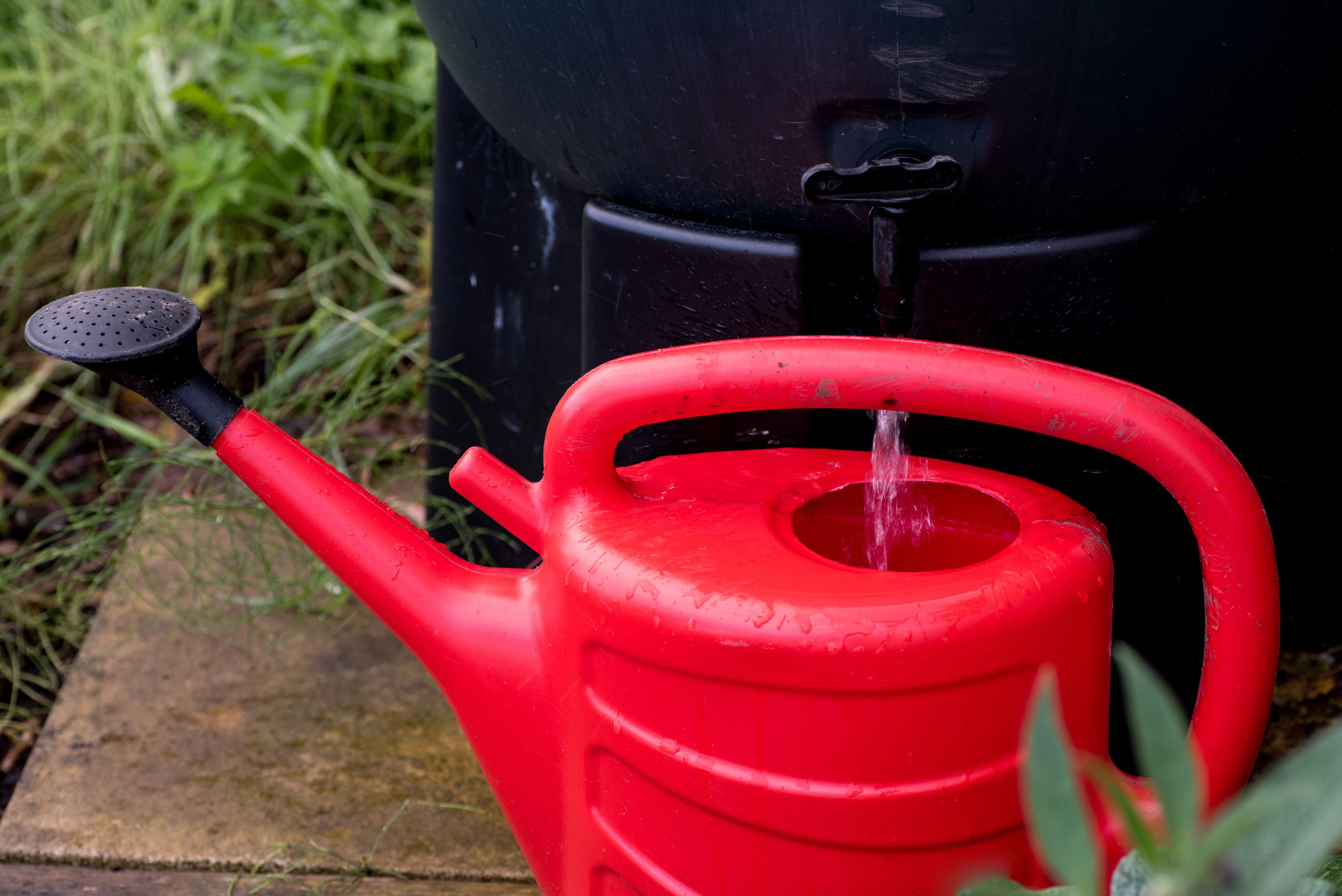 A water pail collecting water from a rain barrel