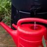 A water pail collecting water from a rain barrel