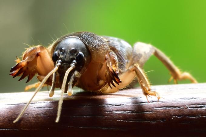 Turf Pest Control: How to Identify and Eliminate Lawn Pests | Sunday ...