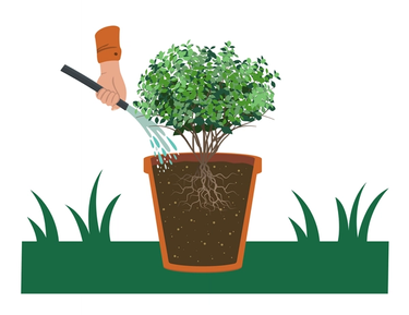 water shrub after planting