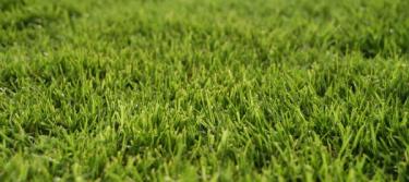 A bermudagrass lawn