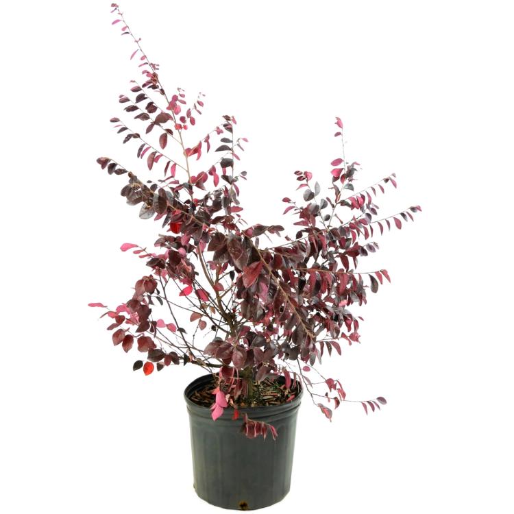Carolina Midnight Loropetalum Trade 3 Gallon Pot