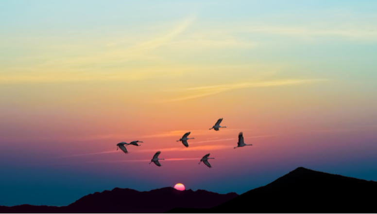 birds flying in the sky during sunset