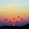birds flying in the sky during sunset