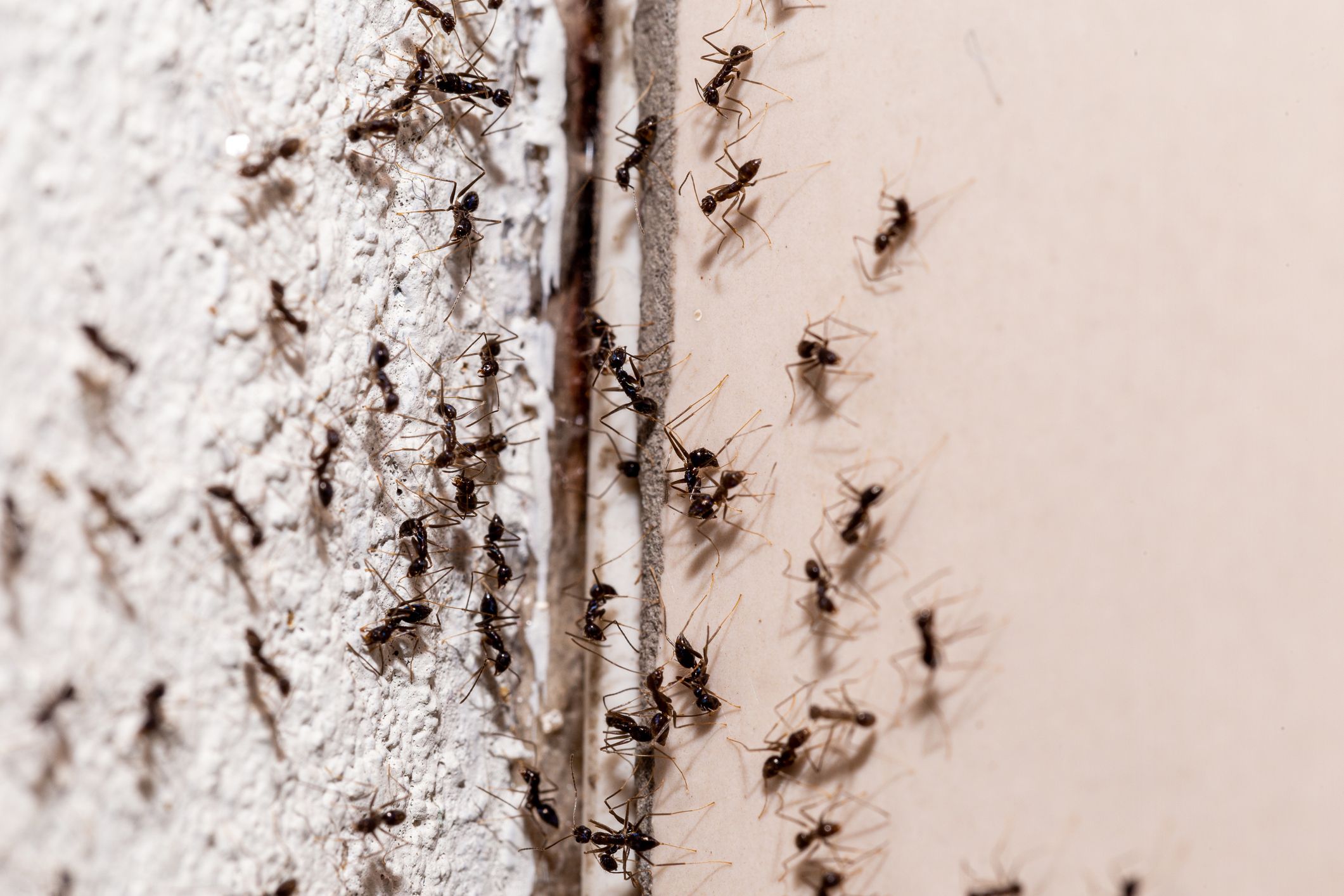 A swarm of ants in on the floor of a house
