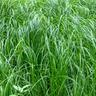 a medium shot of tall grass