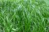 a medium shot of tall grass