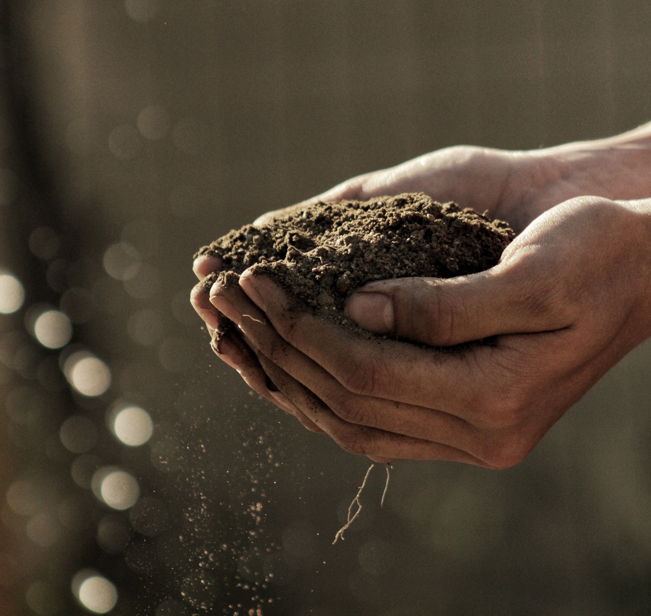 hands in compost