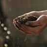 hands in compost
