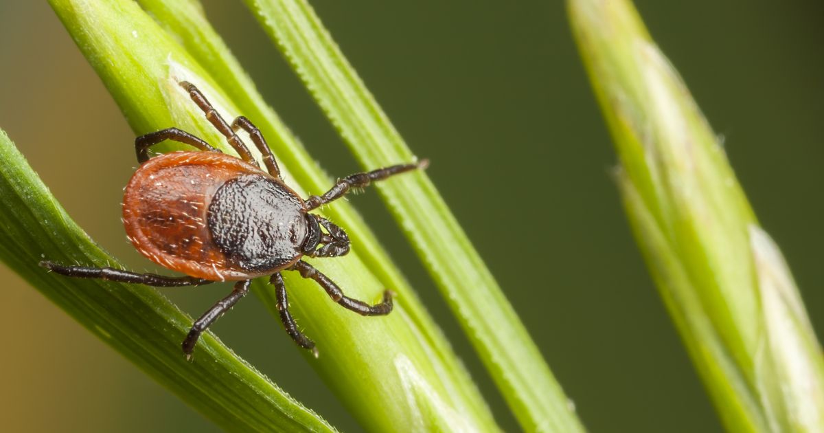 Exterior Insect Guide to Outdoor Insects and Pests | Sunday Lawn Care