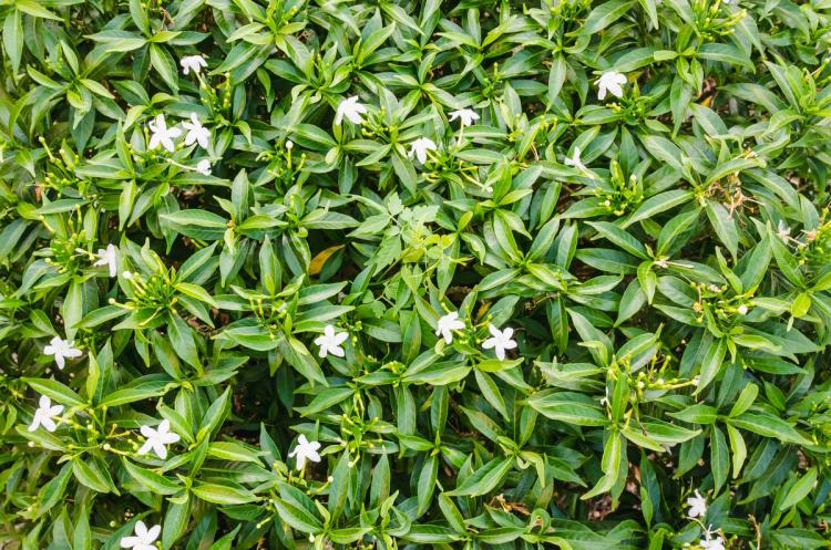Arabian Jasmine Shrub