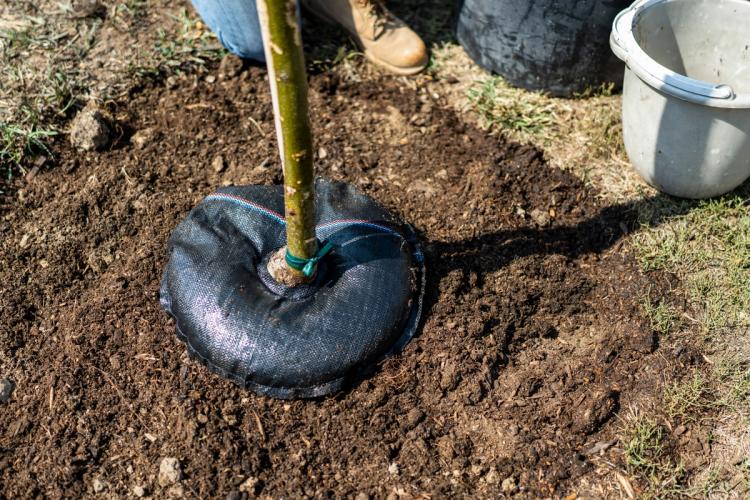 Treediaper hydration mat around tree