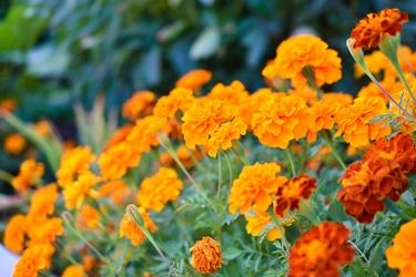 orange marigolds