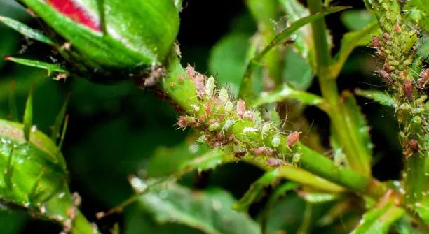 Monterey® Garden Neem Oil ready-to-use spray