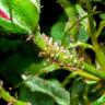 Monterey® Garden Neem Oil ready-to-use spray