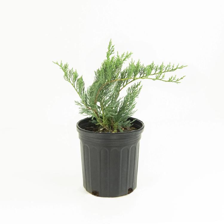 Grey Owl Juniper 2.25 Gallon Pot