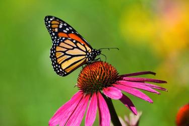 A butterfly pollinating a flower