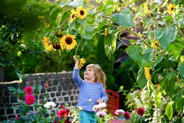 child looking at yellow sunflowers