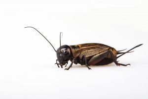 Image of adult field cricket