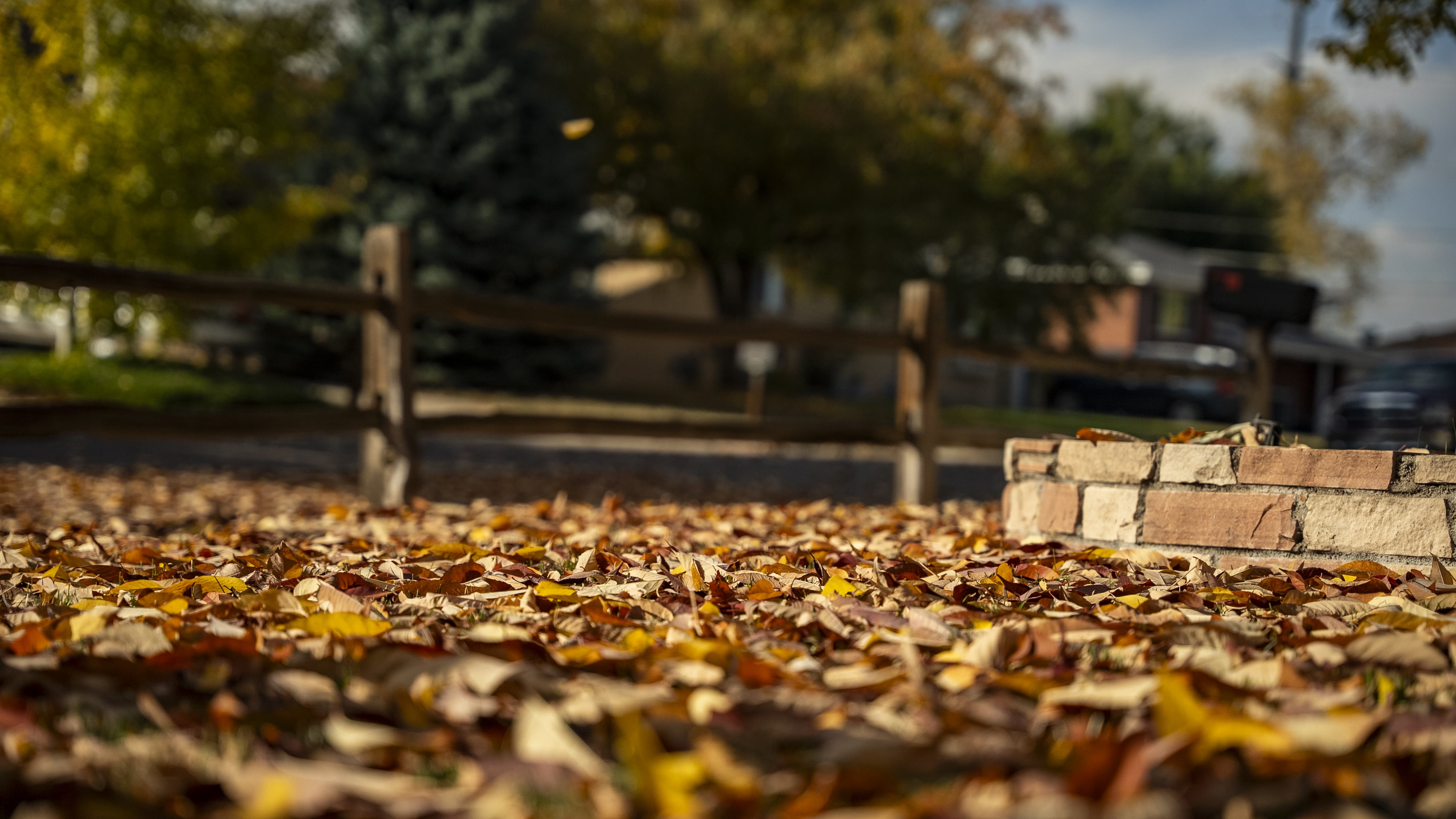 Autumn leaves covering lawn, preparing for warm-season fall lawn care.
