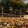 Autumn leaves covering lawn, preparing for warm-season fall lawn care.