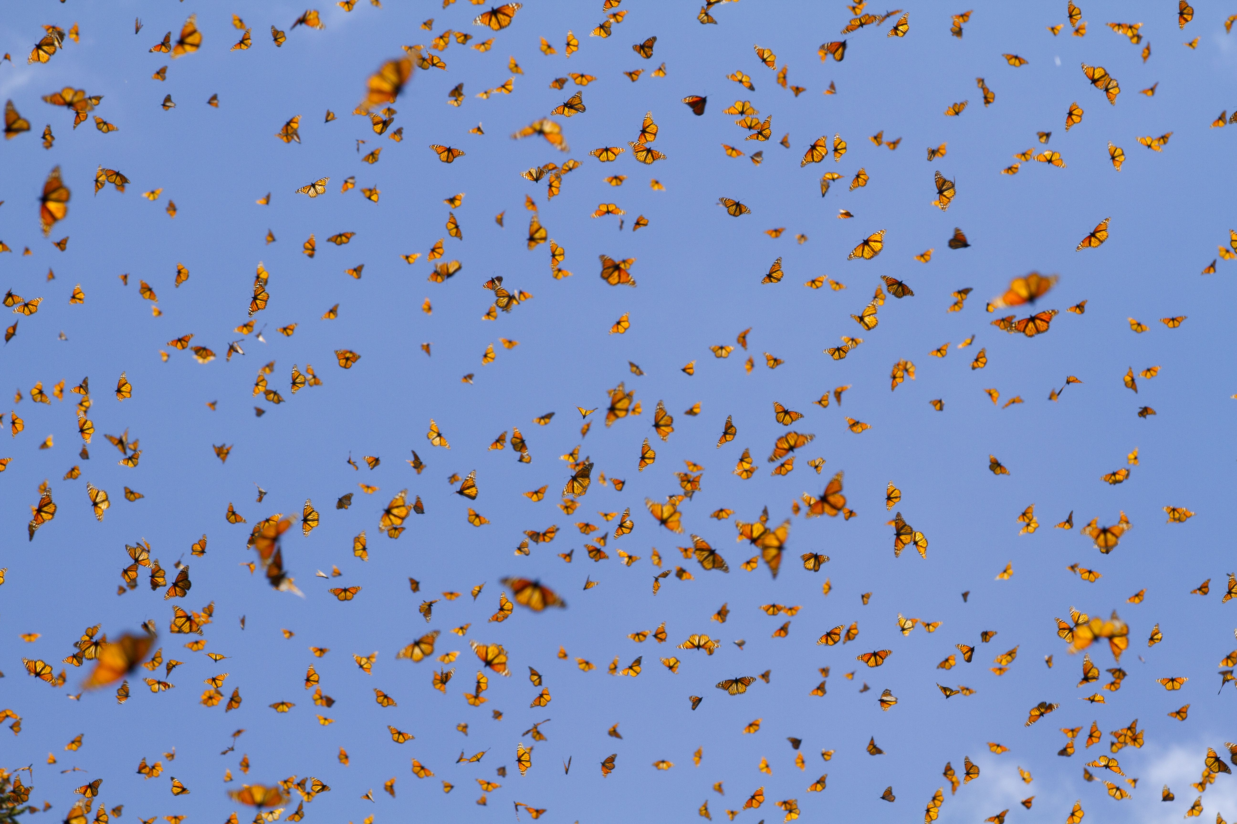 Monarch butterflies in the sky