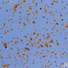Monarch butterflies in the sky