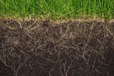 Sunday grass roots deep in the soil