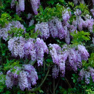 Blue Wisteria Vine