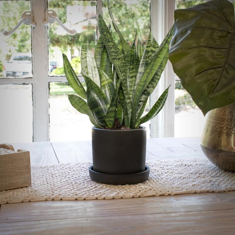 Snake Plant in Cream Hyde Planter