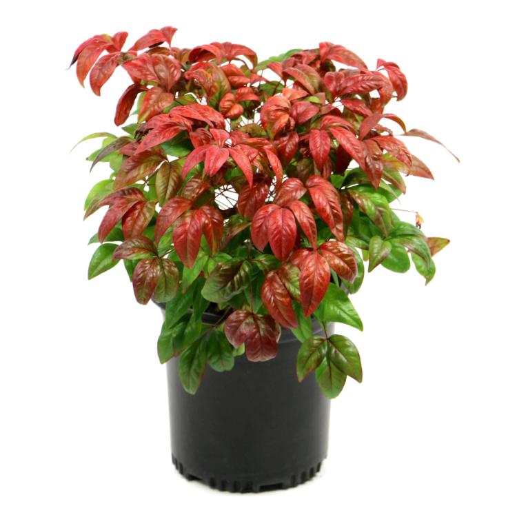 Fire Power Nandina 3 Gallon Pot
