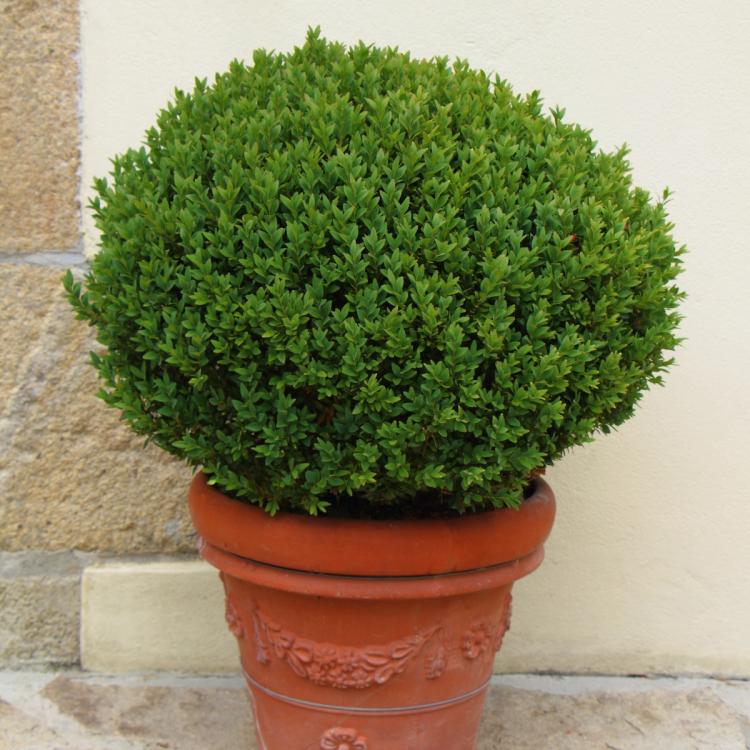 Wintergreen Boxwood patio pot