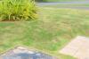 Brown patch fungus on a lawn